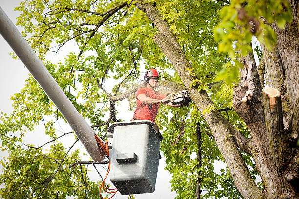 Best Commercial Tree Services  in Dixon Lane Meadow Creek, CA